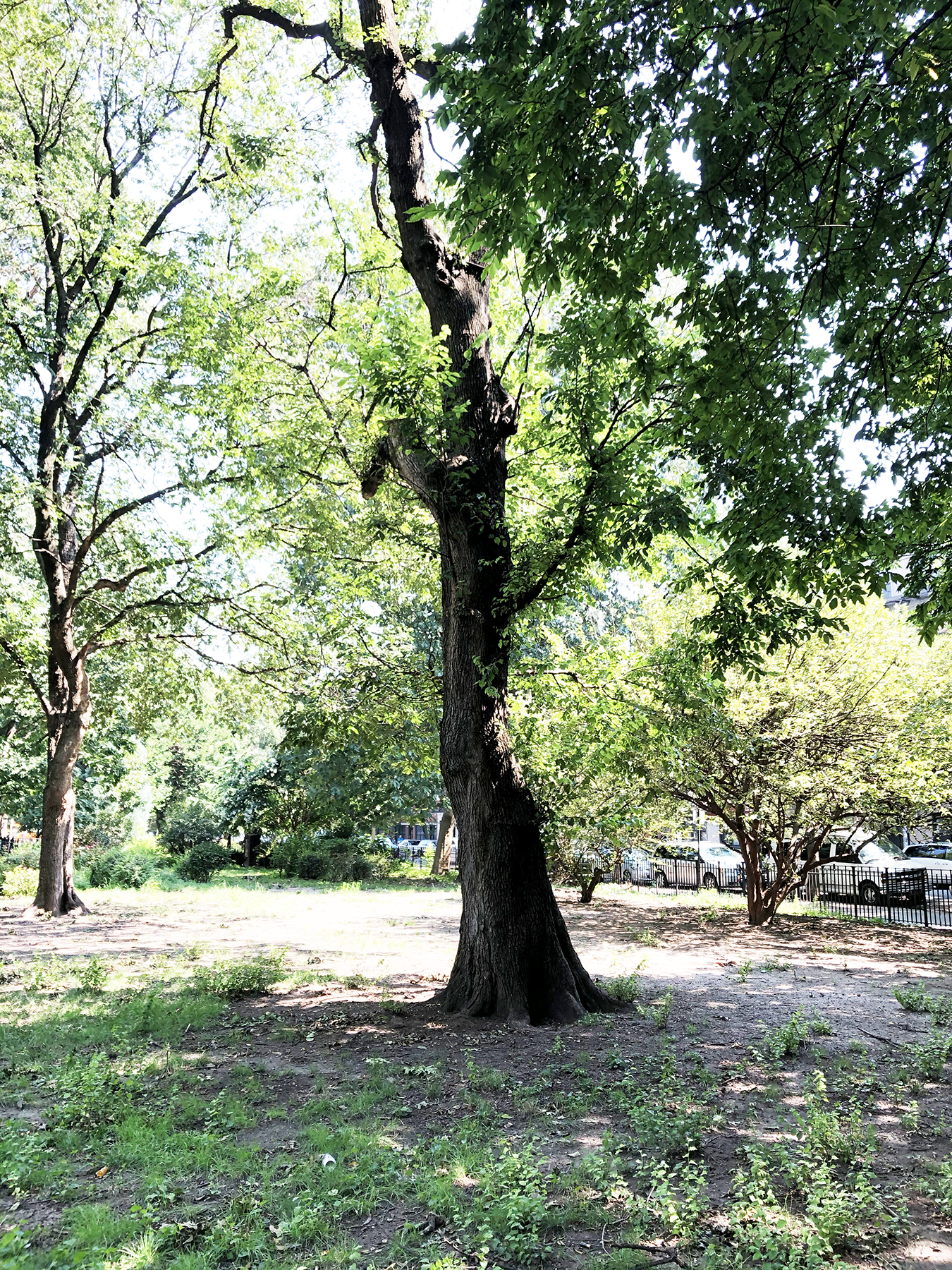 tompkins 5 tree ii